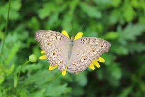 Cameron Highlands-014